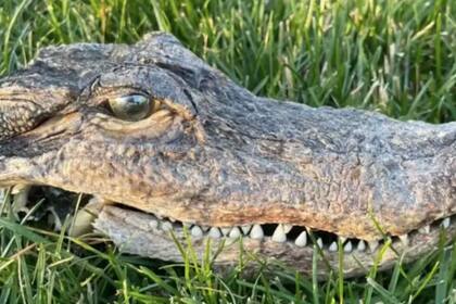 Según las autoridades, la cabeza pertenece a un animal real