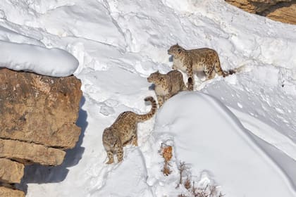 Según los aldeanos que visitaron el Himalaya, el Grey Ghost siempre observa a los visitantes, pero pocos pueden verlo