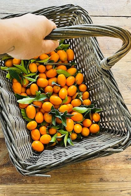 "Según los amigos de mis hijos, mi jardín es ‘mágico’. Mi único desafío pendiente es tener la casa llena de frutales, pero ¡qué difícil es! Hasta el momento solo tengo: damasco, limones, ciruelas, naranjas, mandarina y quinotos", cuenta Gabriela.