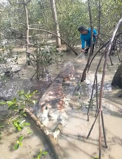 Según los científicos, la criatura es un tipo de delfín que se encuentra en peligro de extinción