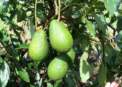 Según los datos que presenta Nukor, cultivar una hectárea de palta Hass demanda una inversión de entre 9500 y 13.500 dólares
