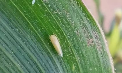 Según los especialistas del INTA, las condiciones de un invierno benigno, altas temperaturas y abundantes precipitaciones, junto con el escalonamiento en las fechas de siembra fueron las principales causas de la rápida reproducción y migración de esta plaga