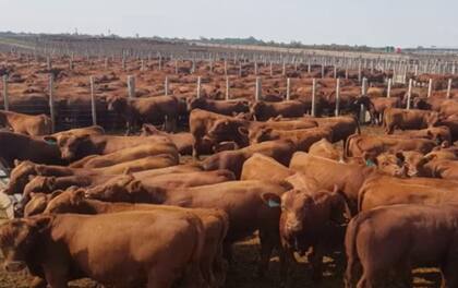 Según los especialistas, la clave está en el manejo sustentable de las dietas, porque “tanto la actividad agrícola como la ganadera no están exceptuadas de emitir gases de efecto invernadero, pero sí pueden disminuirlas con un manejo sustentable de las dietas”