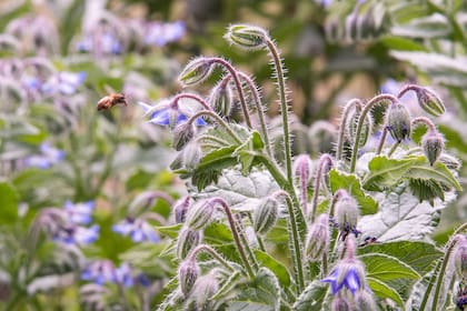 Según los especialistas los cultivos pueden convivir con las plantas autóctonas