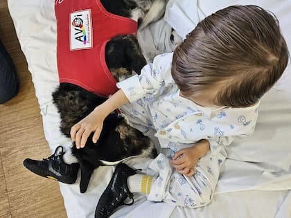 Según los estudios realizados en el hospital malagueño, el contacto con los animales mejoró el estrés y el sentimiento de aislamiento