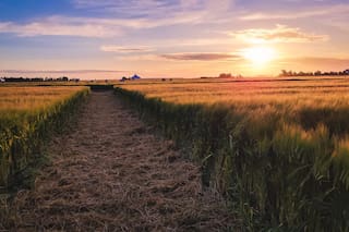 La Argentina ya exporta por US$450 millones de un complejo de fuerte interés mundial