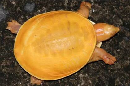 Según los expertos, la condición de su color perjudica a la supervivencia ya que es fácil de detectar por depredadores