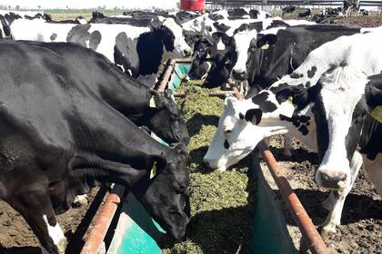 Según los expertos, las vacas infectadas con el virus no se preñan o se preñan menos y generan menor producción