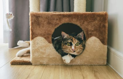 Según los expertos, los gatos manifiestan de manera física y temperamental cuándo morirán