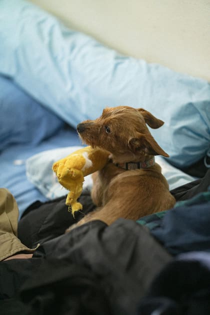 Según los expertos, los perros eligien un juguete para llevar a la cama porque no pueden predecir el futuro y no saben si al día siguiente estará
