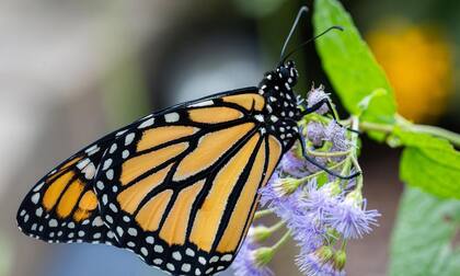 Según los expertos, menos del 20% de las monarcas que inician su viaje desde Canadá y Estados Unidos logra llegar a las montañas de Michoacán debido a las tormentas más intensas y al aumento de las temperaturas