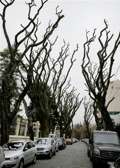 Según los expertos, su poda exhibe irregularidades