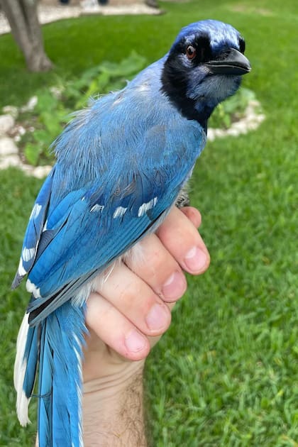 Según los expertos, un cruce entre arrendajo azul y verde solo pudo darse en la actualidad, pues en la última década sus territorios comenzaron a solaparse