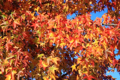 Según los informes de Weather Spark, San Francisco experimenta un otoño más fresco que el sur del estado