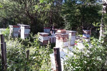 Según los productores del cluster, la abeja no se tiene que sentir "invadida" y "trabajar feliz"