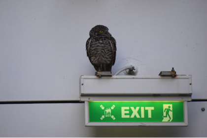 Según los rescatistas, la lechuza tenía buena salud a pesar de haber estado dos semanas en el mar
