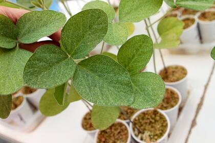 Según mencionó, la política está invirtiendo en ensayos sobre bioinsumos