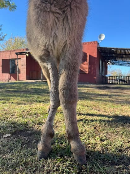 Según pudieron saber, una yegua le había dado una patada al pequeño burro.