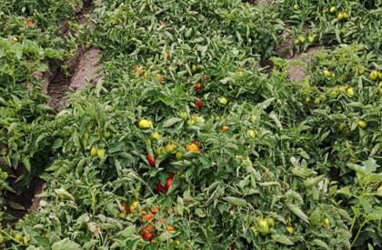Según Sáez, con los actuales niveles de costos, para que un productor tenga rentabilidad necesita al menos 120 pesos por kilo y una producción mínima de 100.000 kilos por hectárea
