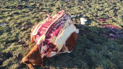 Según Spedale, el destino de esa carne faenada son las carnicerías de las localidades cercanas, donde carecen de control bromatológico o directamente la venta se realiza por redes sociales