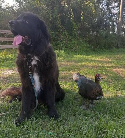 Según sus dueños, Monty se cree un perro (Foto: @monty_the_muscovy)