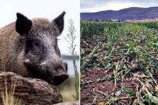 Fue al campo y se llevó una sorpresa al ver el desastre que hizo un animal invasor