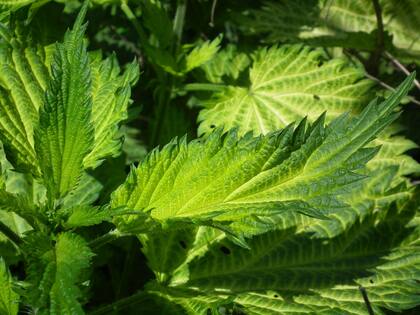 Según un estudio, esta planta reduce la caída del cabello al mejorar la circulación sanguínea en el cuero cabelludo