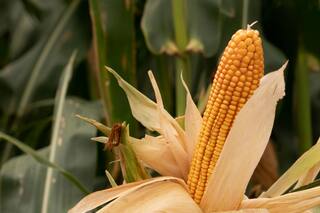 Maíz tardío: los secretos para un manejo con todas las variables agronómicas