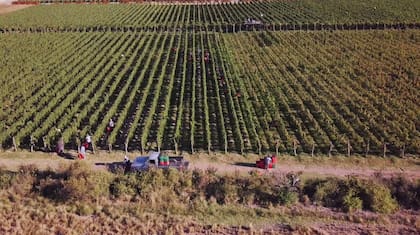 Según un informe del Ministerio de Desregulación, la Argentina tiene 200.000 hectáreas de vid plantadas