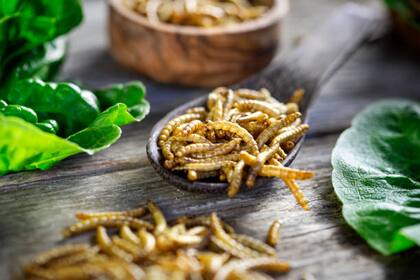 Según una especialista, los insectos son el alimento del futuro debido al bajo impacto climático que tiene su consumo (Foto: iStock)