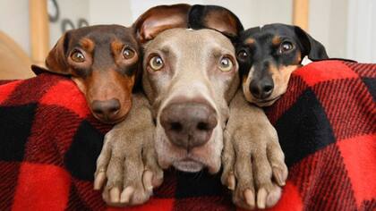 Según una investigación científica, los humanos y los perros comparten genes