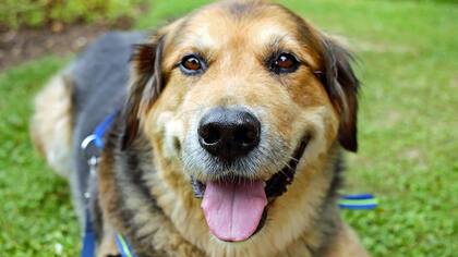 Según una investigación científica, los humanos y los perros comparten genes