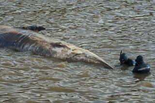 Segunda ballena es encontrada muerta en la costa de Buenos Aires en el lapso de una semana