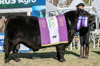 Segundo, el toro Reservado Gran Campeón en la Nacional de Primavera de Olavarría