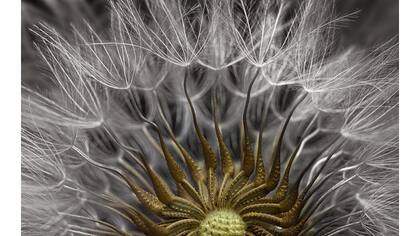 Segundo puesto del Nikon Small World 2017