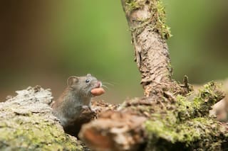 Seis casos confirmados de hantavirus tras brote en crucero, según la OMS