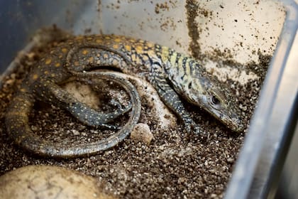 Seis dragones de Komodo nacieron en el zoológico de Tampa