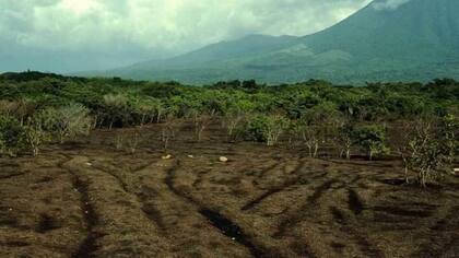 Seis meses después de ser arrojados, los desechos ya se habían descompuesto y habían fertilizado el suelo previamente árido.