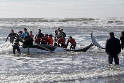 Personal de la Fundación Aquarium ayudó en la tarea de rescate de la orca