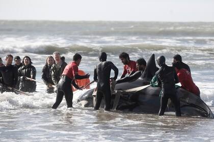 Seis orcas aparecieron baradas a los largo de la costa atlántica, una de ellas en Punta Mogotes en Mar del Plata