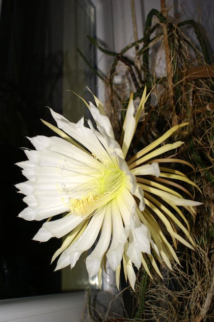 Selenicereus grandiflorus es una joya botánica que nos recuerda la belleza de lo efímero y el poder de la naturaleza para sorprendernos