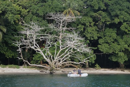 Selva y mar, una combinación irresistible que se extiende por las costas de Panamá.
