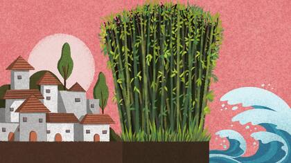 Sembrar bambú puede evitar la erosión y reducir el riesgo de inundación