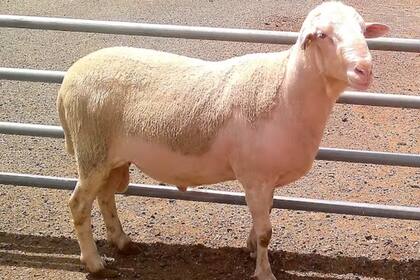 Semental de cordero de raza rasa Aragonesa