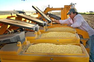 Curasemillas: más protección para minimizar el progreso de enfermedades