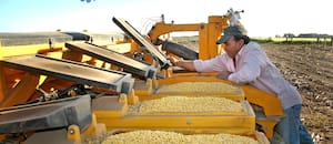 La Argentina perdió más de la mitad de la participación de inversores extranjeros en pedidos de nuevas variedades de semillas