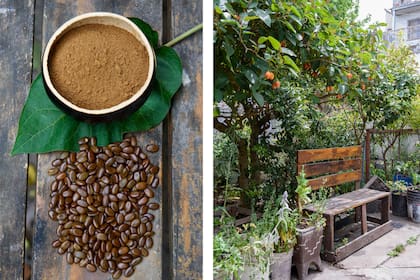 Semillas de Gleditsia triacanthos (izquierda) y un rincón del jardín de Pablo (derecha)