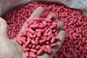 Semillas de poroto preinoculadas en biopolímero de recubrimiento.