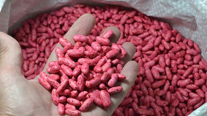 En el caso de legumbres subtropicales son seis años