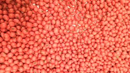 Semillas de soja preinoculadas en biopolímero de recubrimiento.